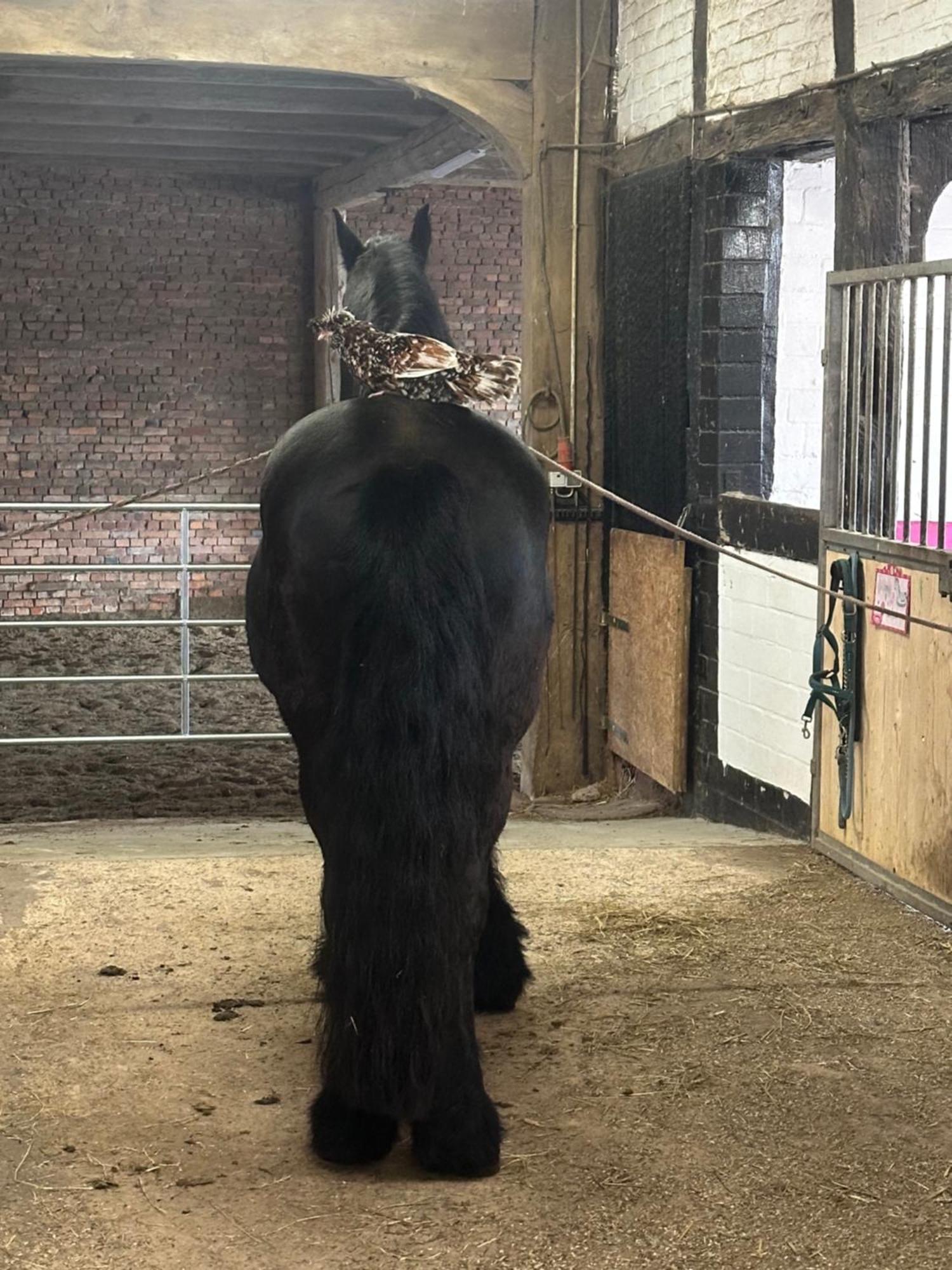 Fewo Im Reit- Und Ponyparadies Roos Halle  Esterno foto