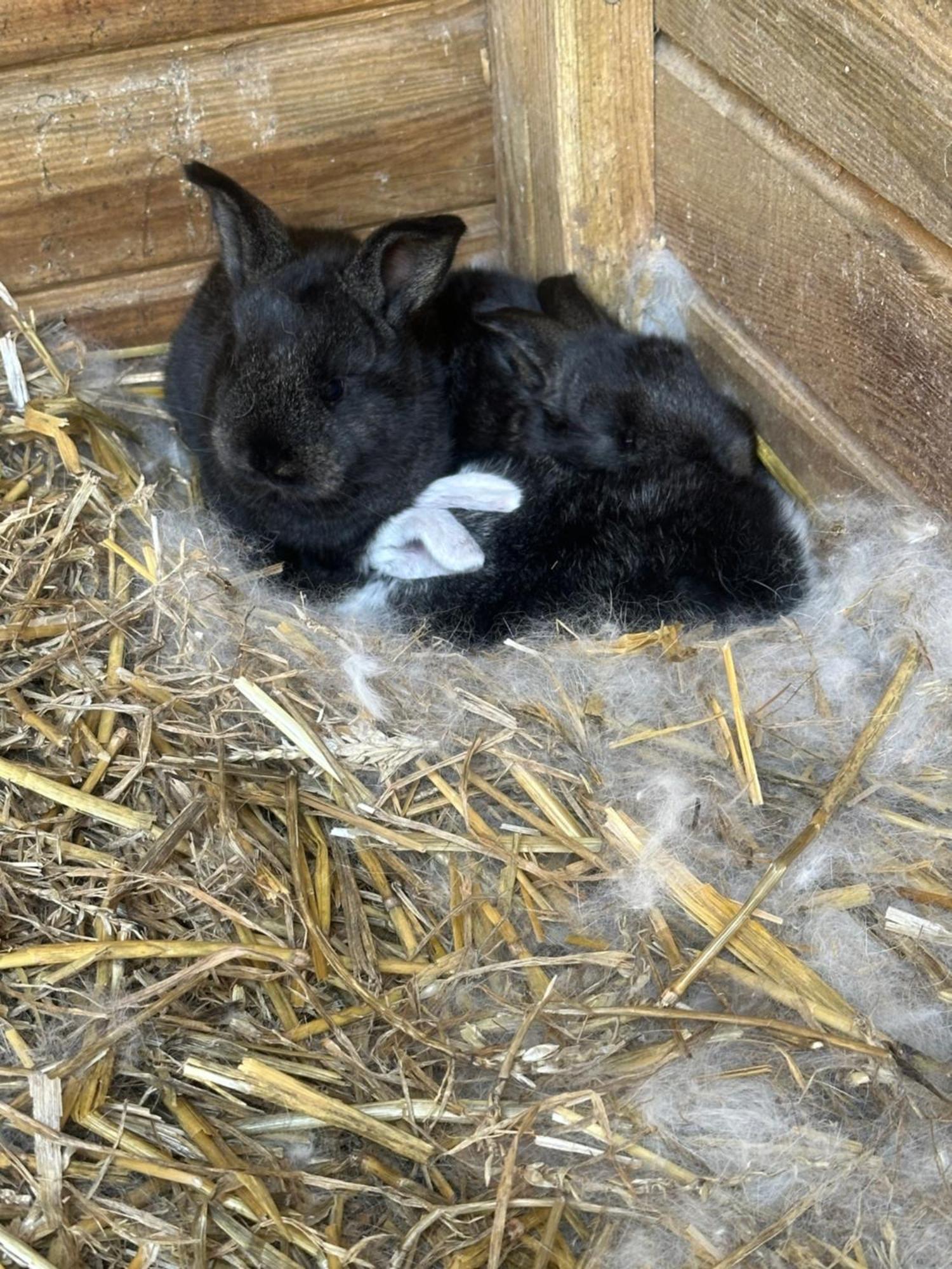 Fewo Im Reit- Und Ponyparadies Roos Halle  Esterno foto