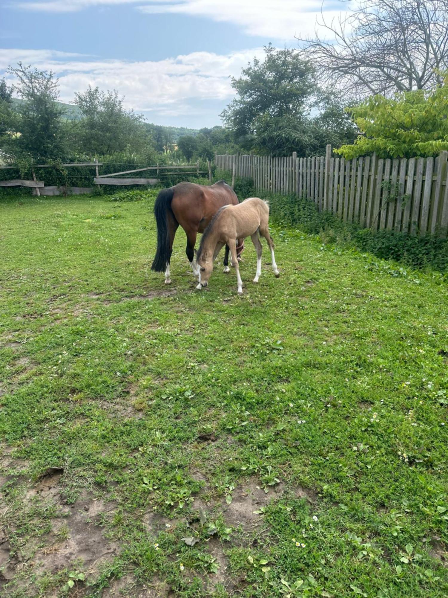 Fewo Im Reit- Und Ponyparadies Roos Halle  Esterno foto